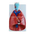 Larynx, coeur et poumon